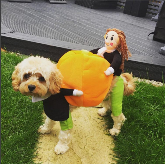 Lighteme Dog Pumpkin Halloween Costume (2 types & 4 sizes)