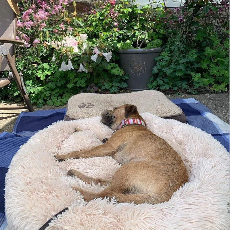 Lighteme Serene Comfort Dog Bed for Restful Sleep