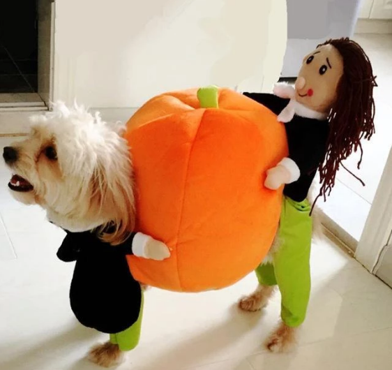 Lighteme Dog Pumpkin Halloween Costume (2 types & 4 sizes)