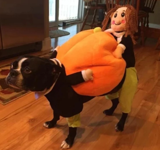 Lighteme Dog Pumpkin Halloween Costume (2 types & 4 sizes)
