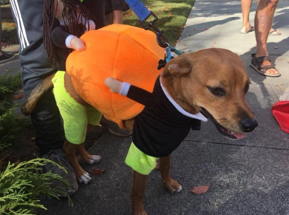 Lighteme Dog Pumpkin Halloween Costume (2 types & 4 sizes)