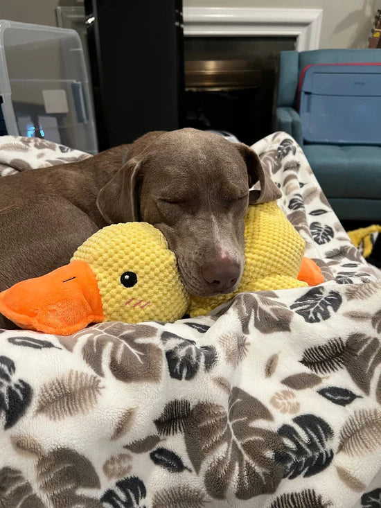 Lighteme Durable Duck Dog Toy for High-Energy Chewers