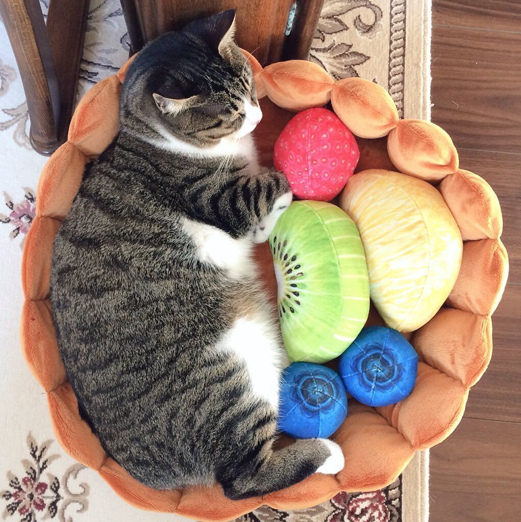 Lit tarte aux fruits Lighteme pour chat