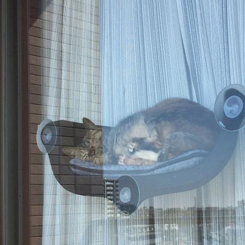 Lighteme Window Mounted Cat Perch (2 colors)