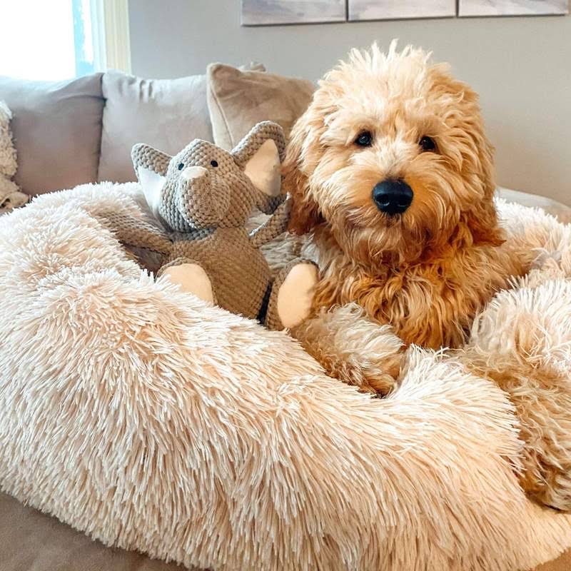 Lighteme Serene Comfort Dog Bed for Restful Sleep