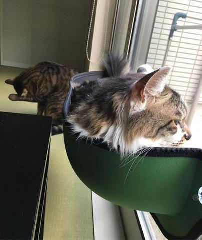 Lighteme Window Mounted Cat Perch (2 colors)