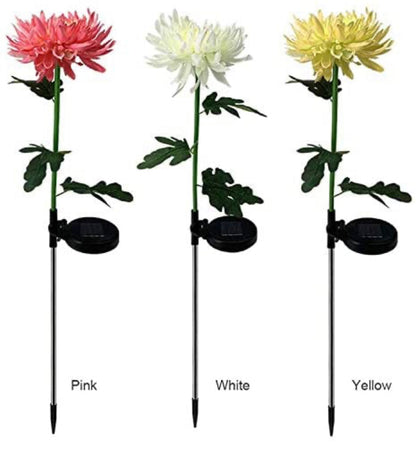 Lighteme Solar LED Light Artificial Chrysanthemum Flower (3 Pack)