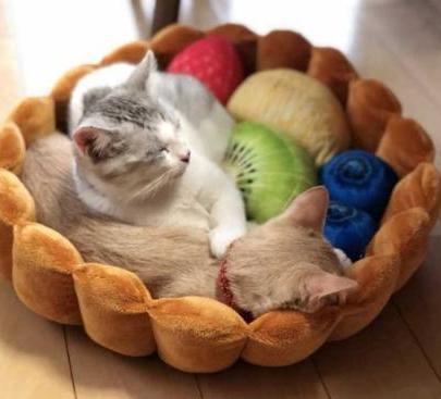 Lit tarte aux fruits Lighteme pour chat