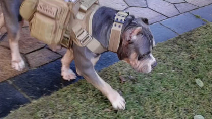 Lighteme Nylon Tactical Service Dog Harness Heavy Duty Dog Training No Pull Dog Harness Clearance