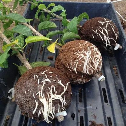 Lighteme Plant Root Balls Set of 6